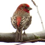 House Finch (male pictured)