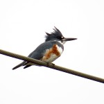 Belted Kingfisher (female pictured)