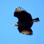 Black Vulture flying